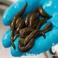 فروش دوره تخصصی راه اندازی کسب و کار پرورش زالو در تهران