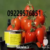 قیمت خرید بذر گوجه فرنگی افرا در شیراز در گروه خرید و فروش بذر گوجه در یکمیوه