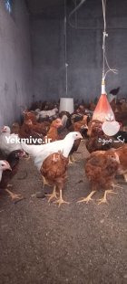 نیمچه نژاد گلپایگان در بجنورد در گروه مرغ و خروس و بوقلمون و اردک قو قاز در یکمیوه