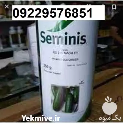 قیمت خرید بذر خیار سمینیس اصل در گروه خرید و فروش بذر خیار در یکمیوه -عکس1