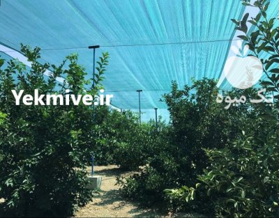 قیمت خرید تولید توری گلخانه ای در تهران در گروه خرید و فروش توری گلخانه در یکمیوه -عکس4