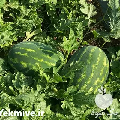 فروش عرضه بذر هندوانه آدنا در شیراز در گروه خرید و فروش بذر هندوانه در یکمیوه -عکس1