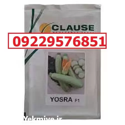 قیمت خرید قیمت بذر کدو یسری در شیراز در گروه خرید و فروش بذر کدو در یکمیوه -عکس1