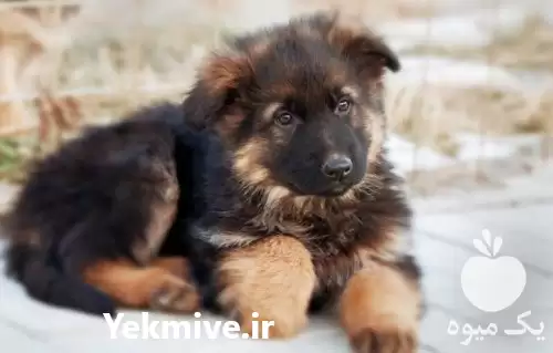 فروش سگ نژاد ژرمن شپرد اصیل در کرج در گروه سگ و گربه در یکمیوه -عکس1