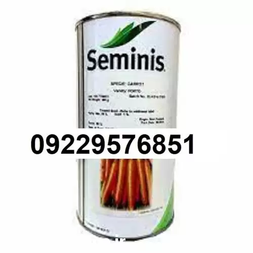 فروش بذر هویج سمینس اصل مناسب در کرمان  در گروه خرید و فروش بذر هویج در یکمیوه -عکس1