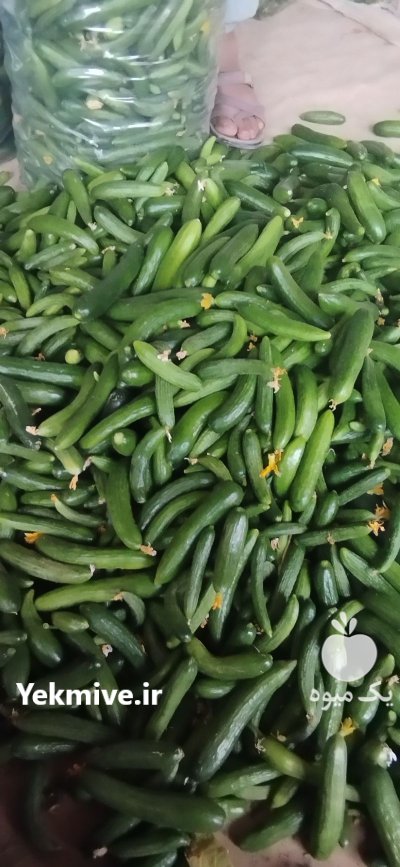 خیار سبز بذر نفر ممتاز مخصوص در قیر در گروه خرید و فروش خیار در یکمیوه -عکس3