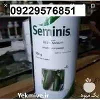 قیمت خرید بذر خیار سمینیس اصل در گروه خرید و فروش بذر خیار در یکمیوه