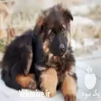 فروش سگ نژاد ژرمن شپرد اصیل در کرج در گروه سگ و گربه در یکمیوه