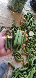 خیار سبز بذر نفر ممتاز مخصوص در قیر در گروه خرید و فروش خیار در یکمیوه