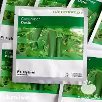 فروش بذر خیار سوپرینا در گروه خرید و فروش بذر خیار در یکمیوه