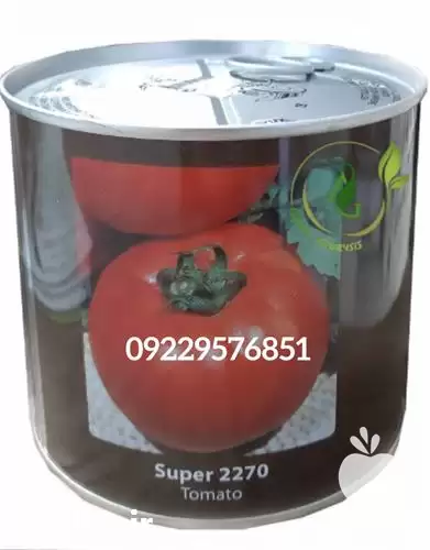 قیمت خرید بذر گوجه سوپر 2270 در یزد در گروه خرید و فروش بذر گوجه در یکمیوه -عکس1