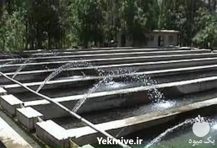 دوره آموزش پرورش ماهی قزل آلا در تهران در گروه دوره آموزش کشاورزی در یکمیوه -عکس1