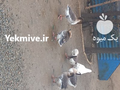 غاز مولد اکراینی در کمیجان در گروه مرغ و خروس و بوقلمون و اردک قو قاز در یکمیوه -عکس1