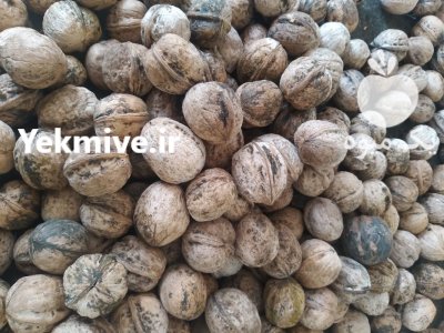 گردو تازه و پوست کاغذی در گروه خرید و فروش گردو در یکمیوه -عکس1