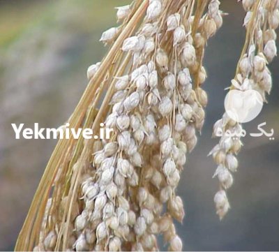 ارزن ناب و درجه یک در قزوین در گروه خرید و فروش غلات و حبوبات در یکمیوه -عکس1