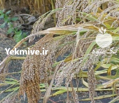 ارزن ناب و درجه یک در قزوین در گروه خرید و فروش غلات و حبوبات در یکمیوه -عکس2