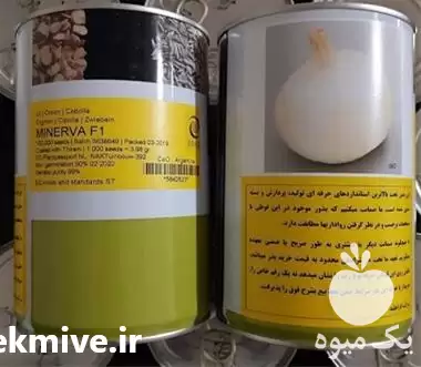 فروش بذر پیاز مینروا در گروه خرید و فروش بذر پیاز در یکمیوه -عکس1
