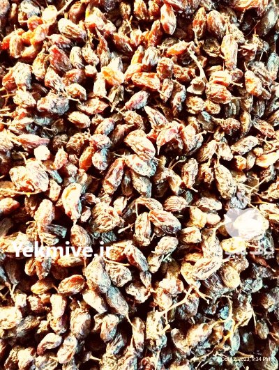 کشمش فخری درجه یک از منشأ در بناب در گروه خرید و فروش آجیل در یکمیوه -عکس2