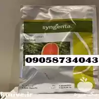 بذر هندوانه گالاتا با قیمت مناسب در گروه خرید و فروش بذر هندوانه در یکمیوه