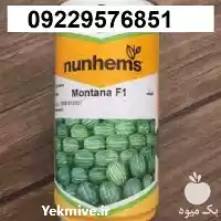 پر فروش ترین بذر هندوانه مونتانا در گروه خرید و فروش بذر هندوانه در یکمیوه