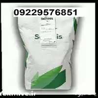 بذر نخود فرنگی پرفروش اصل در اهواز در گروه خرید و فروش بذر نخود در یکمیوه