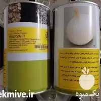 فروش بذر پیاز مینروا در گروه خرید و فروش بذر پیاز در یکمیوه