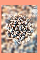 کشمش فخری درجه یک از منشأ در بناب در گروه خرید و فروش آجیل در یکمیوه