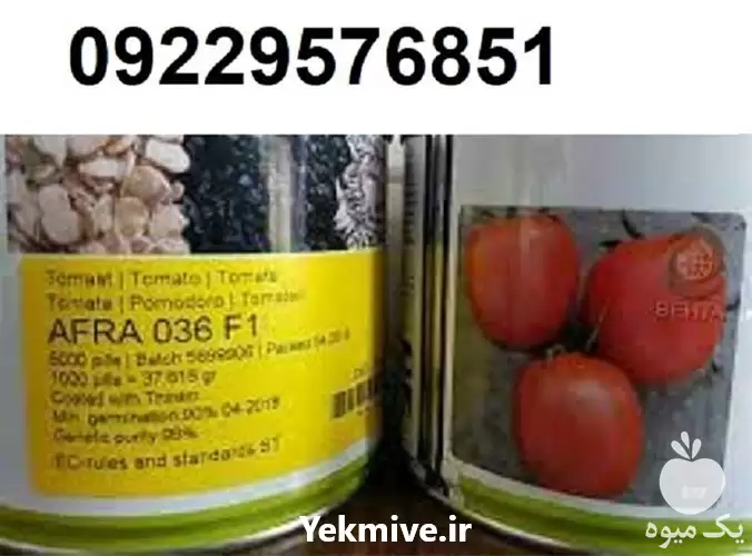 بذر گوجه فرنگی ثمین پرفروش بذر در اهواز در گروه خرید و فروش بذر گوجه در یکمیوه -عکس1