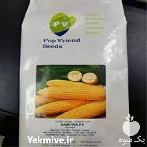 فروش بذر اکسن چوئیت در اصفهان در گروه خرید و فروش انواع بذر در یکمیوه -عکس1