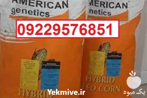 قیمت خرید بذر ذرت امریکن ژنتیک در گروه خرید و فروش بذر ذرت در یکمیوه -عکس1