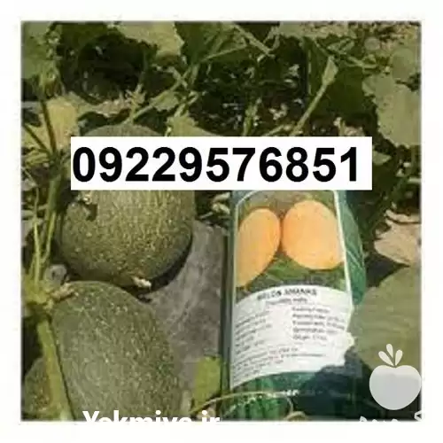 فروش بذر خربزه ملون اصل در مشهد در گروه خرید و فروش بذر خربزه در یکمیوه -عکس1