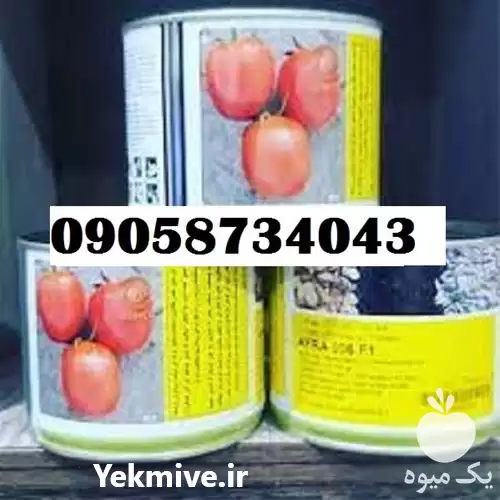 فروش بذر گوجه فرنگی افرا در شیراز در گروه خرید و فروش بذر گوجه در یکمیوه -عکس1