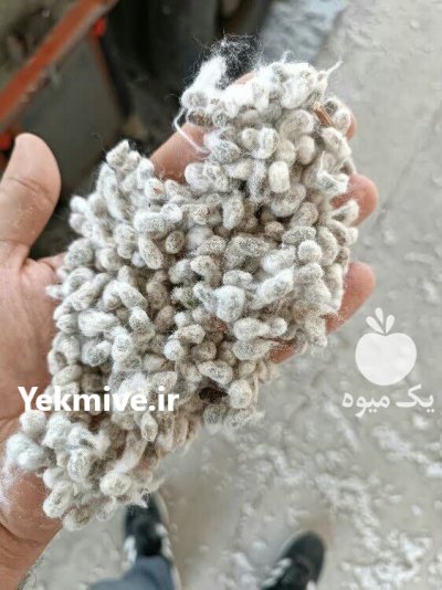 خرید و فروش پنبه خام تخم پنبه کنجاله در گروه خرید و فروش گیاهان صنعتی در یکمیوه -عکس1