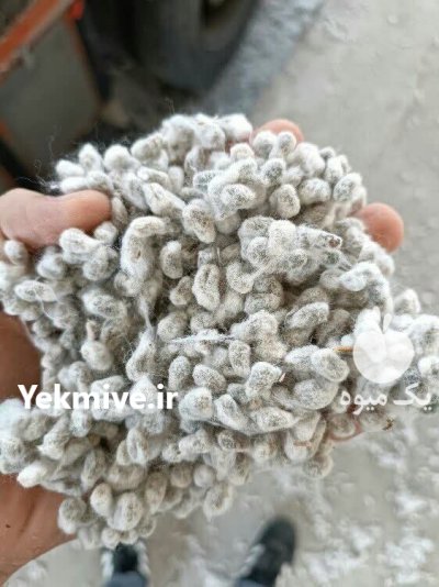 خرید و فروش پنبه و پنبه دانه و کنجاله تخم در مشهد در گروه خرید و فروش گیاهان صنعتی در یکمیوه -عکس2