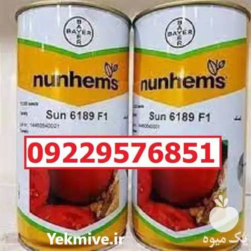 فروش توزیع بذر گوجه فرنگی سانسید در کرمان  در گروه خرید و فروش بذر گوجه در یکمیوه -عکس1