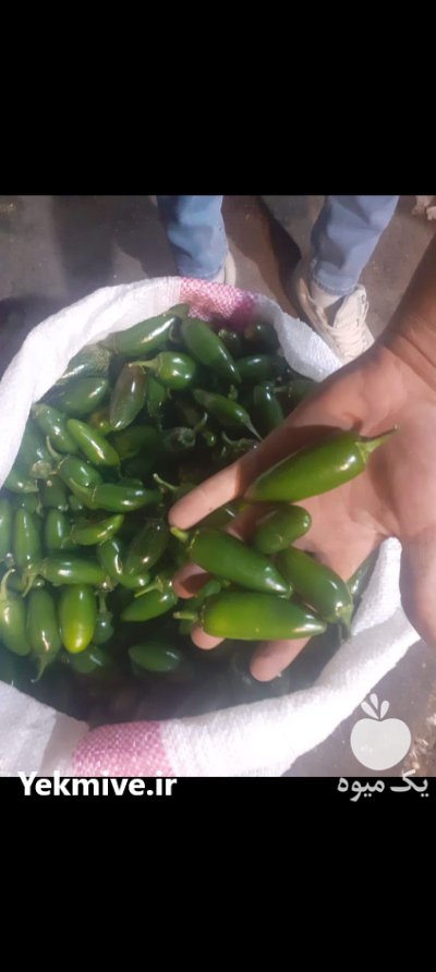 خرید فلفل هالوپینو سبز در تهران در گروه خرید و فروش فلفل در یکمیوه -عکس1
