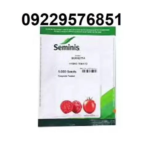 فروش بذر گوجه فرنگی برنتانا اصل در سنندج در گروه خرید و فروش بذر گوجه در یکمیوه -عکس1