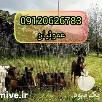 فروش سگ نژاد بلژین مالینویز اصیل در گروه سگ و گربه در یکمیوه -عکس1