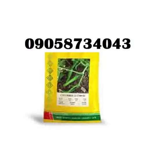 خیار گلوریا پر فروش و اصل در کرمانشاه در گروه خرید و فروش بذر خیار در یکمیوه -عکس1