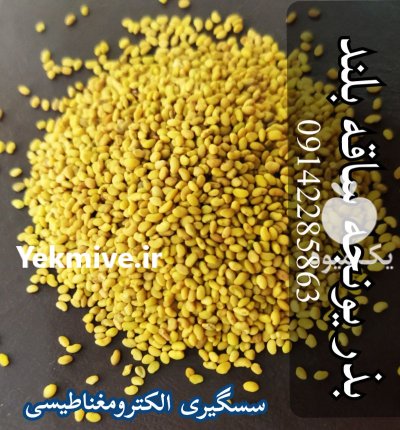 فروش بذر یونجه درجه یک در کبودرآهنگ در گروه خرید و فروش بذر یونجه در یکمیوه -عکس3