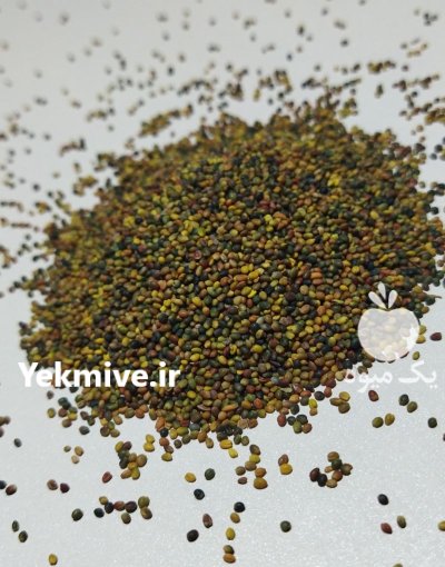 فروش بذر یونجه درجه یک در کبودرآهنگ در گروه خرید و فروش بذر یونجه در یکمیوه -عکس4