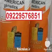 قیمت خرید بذر ذرت امریکن ژنتیک در گروه خرید و فروش بذر ذرت در یکمیوه
