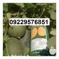 فروش بذر خربزه ملون اصل در مشهد در گروه خرید و فروش بذر خربزه در یکمیوه