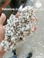 خرید و فروش پنبه خام تخم پنبه کنجاله در گروه خرید و فروش گیاهان صنعتی در یکمیوه