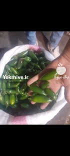خرید فلفل هالوپینو سبز در تهران در گروه خرید و فروش فلفل در یکمیوه