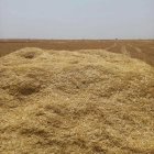 کاه گندم در تکاب در گروه خوراک دام و طیور در یکمیوه
