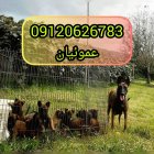 فروش سگ نژاد بلژین مالینویز اصیل در کرج در گروه سگ و گربه در یکمیوه