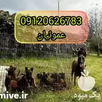 فروش سگ نژاد بلژین مالینویز اصیل در گروه سگ و گربه در یکمیوه