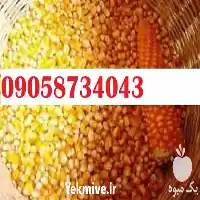 قیمت خرید ذرت بذر شیرین سمیرا در گروه خرید و فروش ذرت در یکمیوه
