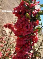 زرشک تازه در تهران در گروه خرید و فروش زرشک در یکمیوه